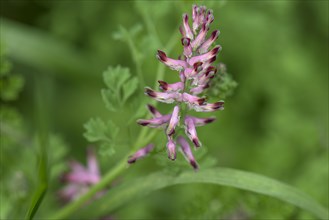 Flower of common fumitory