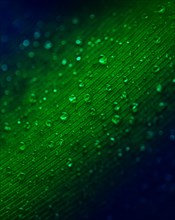 Translucent water droplets green surface background