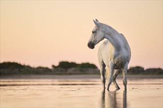 Camargue horse standing in the water at sunrise
