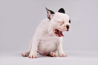 Yawning Tblack and white pied French Bulldog dog puppy