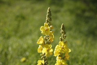 Yellow dense-flowered mullein