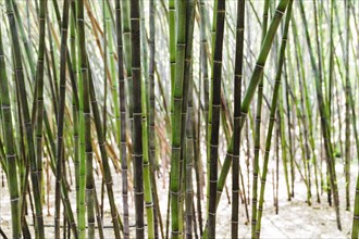 Background green bamboo grove