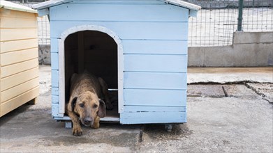 Cute dog house waiting be adopted by someone