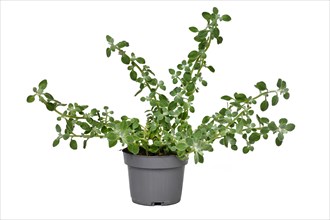 Potted 'Helichrysum Petiolare' plant on white background
