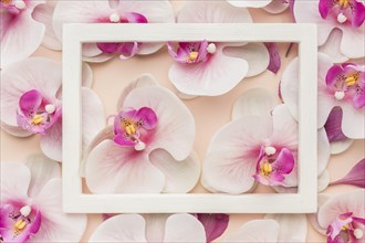Top view orchids with frame