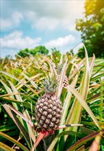 Close up of pineapples plantation in Nicaragua. Tropical pineapples grown in a garden with copy space