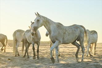 Camargue horses running on a beach in morning light