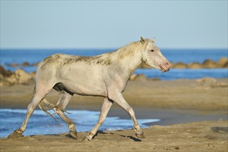 Camargue horse running on a beach in morning light