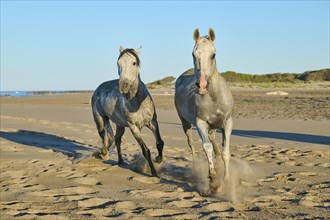 Camargue horses running on a beach in morning light
