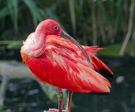 Scarlet ibises