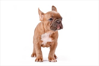 Blue fawn French Bulldog dog puppy standing on white background