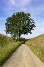 Field path with an old oak tree