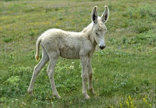 Foal of the Austro-Hungarian White Baroque Donkey