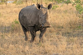 White rhinoceros