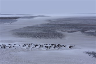 Snow drifting on the mudflats off the island of Minsener Oog
