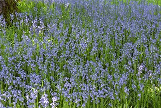 Blooming bluebells