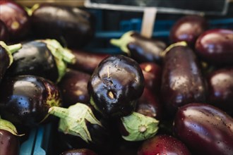 Close up organic eggplants