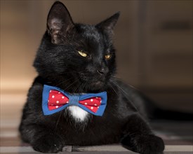 Beautiful black cat with bow tie