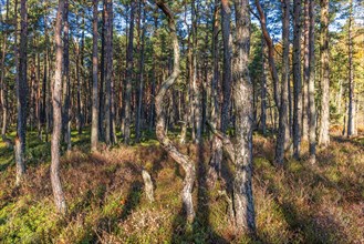 Gnarled trees in a pine forest on a sunny autumn day