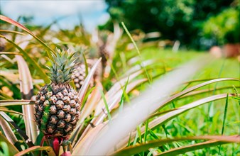 Tropical pineapples grown in a garden with copy space. Harvest season and cultivation of pineapples