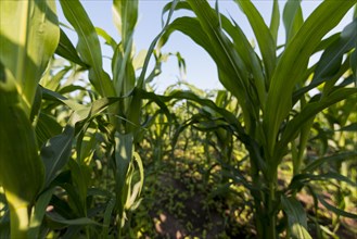 Corn field organic farming concept