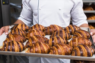 Male baker s hand holding fresh baked croissant tray