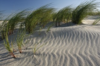 Dunes with beach grass on the island of Minsener Oog