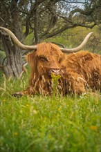 Cow with huge horns lying in the grass