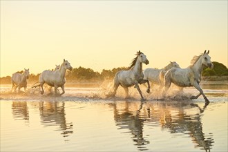 Camargue horses running through the water at sunrise