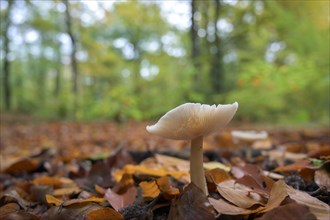 Single mushroom in beech foliage
