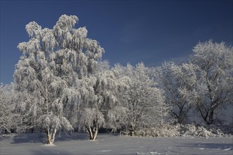 Trees with hoarfrost