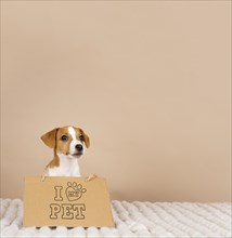 Cute beagle wearing banner