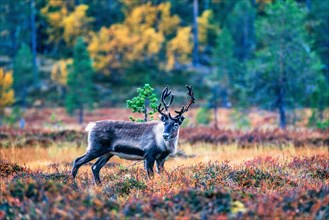 Reindeer bull on a bog in a forest in autumn