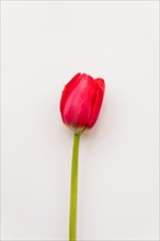 Flower bright scarlet tulip
