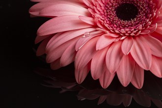 Close up gerbera petals pink shades