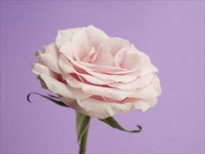 Delicate rose purple background