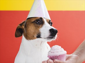 Cute dog treated with delicious cupcake