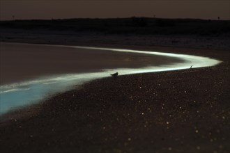 Bioluminescence by dinoflagellates at full moon on Minsener Oog Island