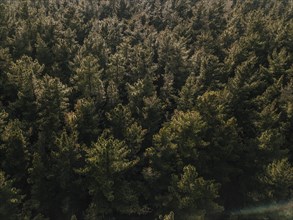 Elevated view coniferous forest