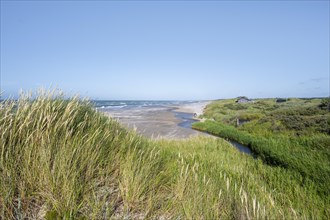 Overgrown dunes and sandy beach by the sea