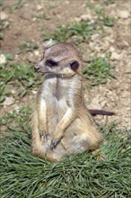 Meerkat