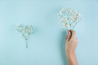 Female s hand holding baby s breath flowers against blue background