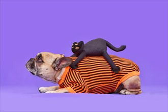 Funny Halloween dog costume. French Bulldog with spooky black cat riding on its back on purple background