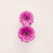 Two pink gerbera flowers white table