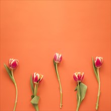 Red tulip flowers orange table