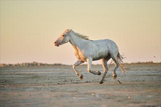 Camargue horses running on a beach at sunrise