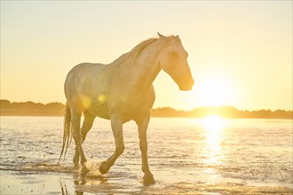 Camargue horses walking on a beach in the water at sunrise