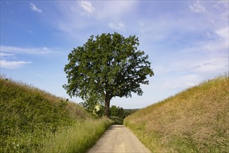 Field path with an old oak tree