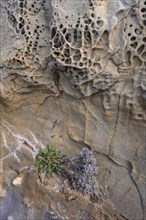 Bizarre rock formations and plant in the Buca delle Fate