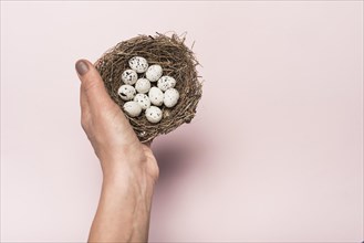 Person holding nest with quail eggs